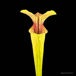 Sarracenia oreophila ''Red Throat''