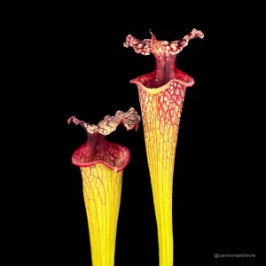 Sarracenia x moorei ''Timothy King''