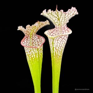 Sarracenia leucophylla ''X1''