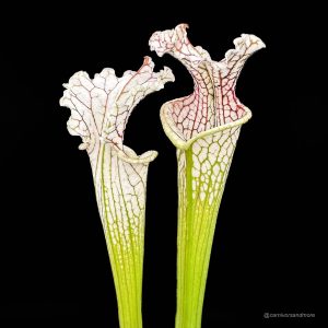 Sarracenia leucophylla ''Red Veines/White Top MK L 15''