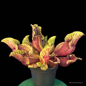 Sarracenia purpurea ssp. venosa, Reedy Creek x montana Tom's Swamp, 15-20 cm