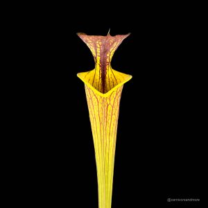 Sarracenia flava var. ornata x cuprea, Small Neck