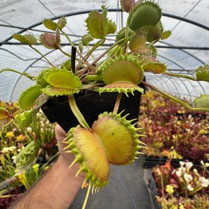 Dionaea muscipula „CK Megabite“