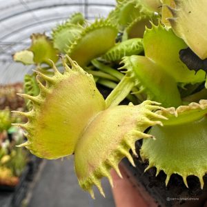 Dionaea muscipula „CK Crown of Thorns“