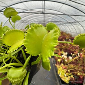 Dionaea muscipula „CK Falbany“