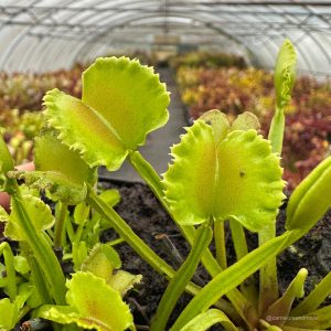 Dionaea muscipula „CK Razor Basket“