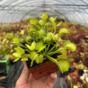 Dionaea muscipula „CK Little Miss Sunshine“