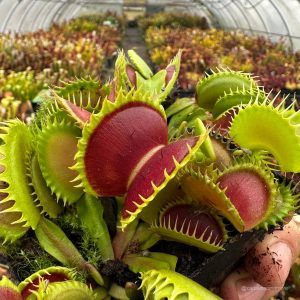 Dionaea muscipula „CK Dragonfang“