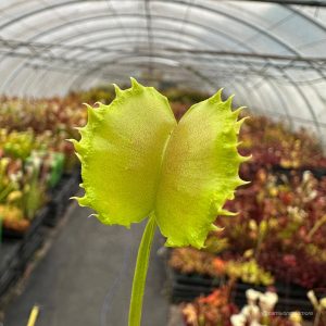 Dionaea muscipula „CK Spiky Joe“