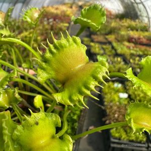 Dionaea muscipula „CK Toxic Lips“