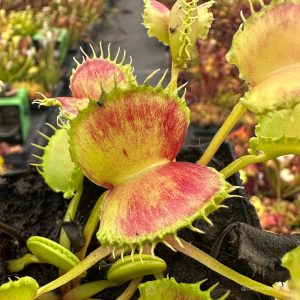 Dionaea muscipula „CK Inferno“